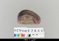 藏品(中國湖北皮影戲盔帽)的圖片